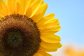 sunflower on blue sky