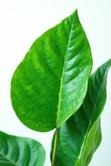 Obraz premium Large leaf details against a white background, texture, nature