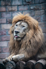 Naklejka premium Lion head close-up