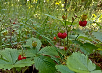 Wild strawberry. Bright red sweet berries. Strawberries in a basket. Berries in a bucket.
