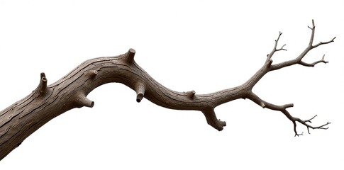 Thick tree branch with visible knots and gnarls against a pure white background, organic shapes, bare branches, gnarls