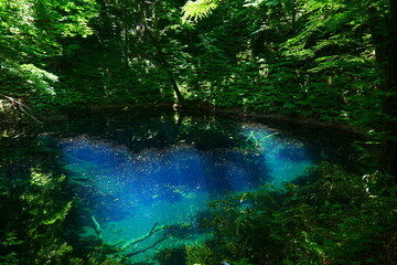 白神山地の青池。深浦、青森、日本。6月初旬。