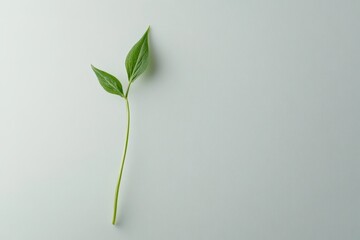 Obraz premium A delicate green plant stem with two vibrant leaves