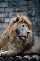 Lion head close-up
