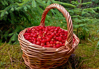 Wild strawberry. Bright red sweet berries. Strawberries in a basket. Berries in a bucket.
