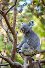 Koala climbing a tree