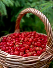 Wild strawberry. Bright red sweet berries. Strawberries in a basket. Berries in a bucket.
