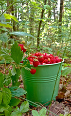 Wild strawberry. Bright red sweet berries. Strawberries in a basket. Berries in a bucket.
