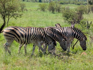 Naklejka premium Group of Zebras grazing