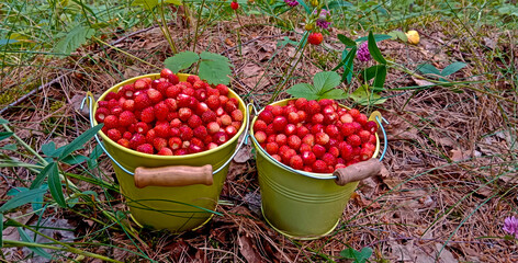 Wild strawberry. Bright red sweet berries. Strawberries in a basket. Berries in a bucket.
