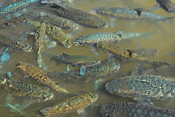 A lot of Blue Mahseer fish at Tham Pla - Nam Tok Pha Suea National Park in Mae Hong Son, Thailand
