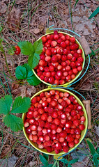 Wild strawberry. Bright red sweet berries. Strawberries in a basket. Berries in a bucket.
