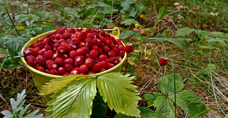 Wild strawberry. Bright red sweet berries. Strawberries in a basket. Berries in a bucket.  © Мария Мария