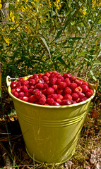 Wild strawberry. Bright red sweet berries. Strawberries in a basket. Berries in a bucket.
