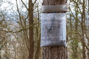 Ecological trap for processionary caterpillars on pine in France - Collar around a pine tree to protect trees from dangerous insects reaching the ground trapping them in the plastic bag