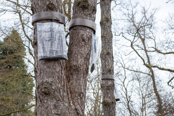 Ecological trap for processionary caterpillars on pine in France - Collar around a pine tree to protect trees from dangerous insects reaching the ground trapping them in the plastic bag