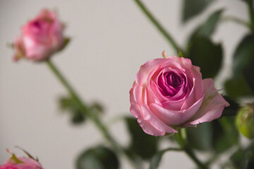 ピンクのスプレーばら