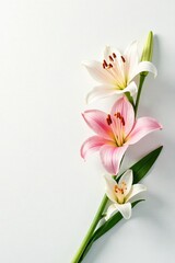 Obraz premium Minimalist composition of delicate easter lilies on white backdrop, backdrop, elegant, blooming