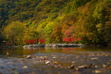 Autumn forest scenery in Northeast China