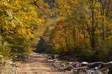 Autumn forest scenery in Northeast China