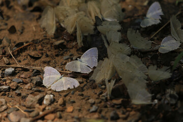 Many wild butterflies on ground in Ban Krang campsites in Kaeng Krachan National Park Phetchaburi Province, Thailand