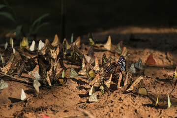 Many wild butterflies on ground in Ban Krang campsites in Kaeng Krachan National Park Phetchaburi Province, Thailand