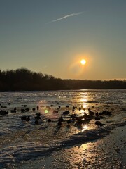 Spring weather in winter on a lake with wild ducks and birds swimming in icy water. Glacial ice chunks in the wild with animals and sun rays. Global warming and pressed water