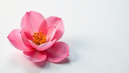 Fototapeta premium Delicate flower petals unfolding on white background, blossom, blooms