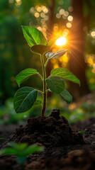 earth day. planting plants. planting a sprout in the ground