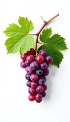 Fototapeta premium Small branch of grape vine on white background, leafy, vineyard