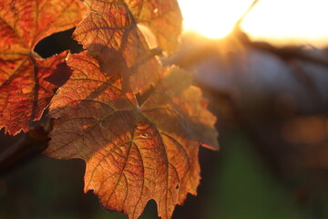 maple leaf in autumn