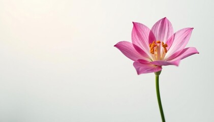 Obraz premium Majestic flower against a simple white backdrop, elegance, minimalist, sophistication