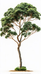 a corymbia isolated on a white background, a high-resolution photograph,