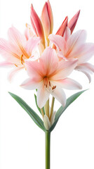Obraz premium a crinum isolated on a white background, a high-resolution photograph,