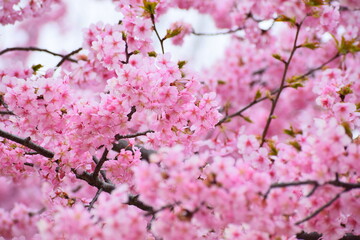 Fototapeta premium Sakura in Japan