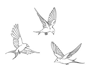 Set of line art illustration of flying swallows, elegant collection of spring birds, Outline Sketch isolated on white for postcard, freedom concept, nature theme, romantic mood, harmony state of mind