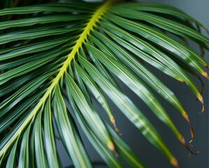 Obraz premium A close-up of a vibrant green palm leaf, showcasing its unique texture and patterns against a softly blurred background.