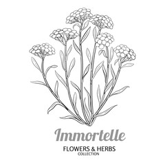 Immortelle Plant with Flowers and Leaves Outline Illustration. Essential oil ingredient for cosmetics, spa, aromatherapy, health care, alternative medicine. Vector isolated for design or decoration.