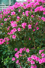 Fototapeta premium Blooming pink japan Azalea Ericaceae bush, Rosinetta, rhododendron flower background. Evergreen decorative plant outdoor or in orangery in botanical garden. Gardeining, plant breeding