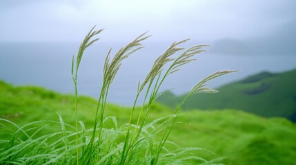 Fototapeta premium Close up of dew covered grass swaying gently in the wind, set against a blurred backdrop of rolling green hills and a misty ocean.