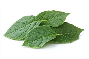Fototapeta premium Fresh green leaves displayed on a clean surface highlighting their texture and color