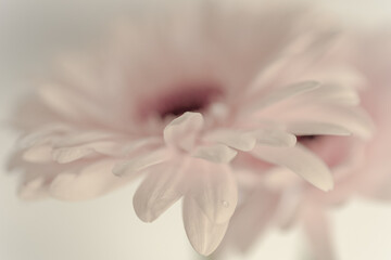 Fototapeta premium Delicate Gerbera daisy flower extreme close-up. Flower petals bokeh abstract macro photography