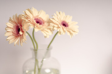 Delicate Gerbera daisy flowers in vase close-up. Flower petalsphotography