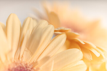 Fototapeta premium Delicate Gerbera daisy flower extreme close-up. Flower petals bokeh abstract macro photography