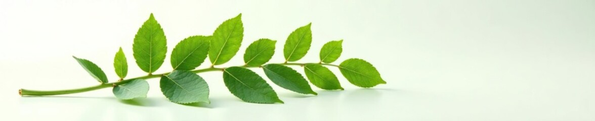 Fototapeta premium Leafy branch isolated on white surface with natural light, background, leaf branch