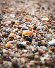 Shells on the beach