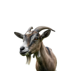 Fototapeta premium Goat isolated on transparent background. Goat png. Farm and animals