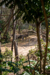 Eland pospolity, eland południowy lub antylopa eland - (Taurotragus oryx) piękne osobniki z ogromnymi rogami. Park Hallera w Kenii, Afryka © Kamil_k2p