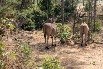 Eland pospolity, eland południowy lub antylopa eland - (Taurotragus oryx) piękne osobniki z ogromnymi rogami. Park Hallera w Kenii, Afryka