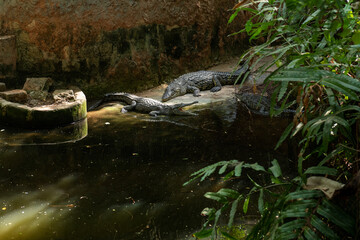 Groźne i niebezpieczne nilowe krokodyle błękitne (Crocodylus) wylegujące się na brzegu zbiornika wodnego. Jedne z otwartą paszczą pokazuje ogromne zęby. Kenia, Afryka © Kamil_k2p